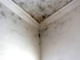 Best Mold Damage Restoration  in Fate, TX